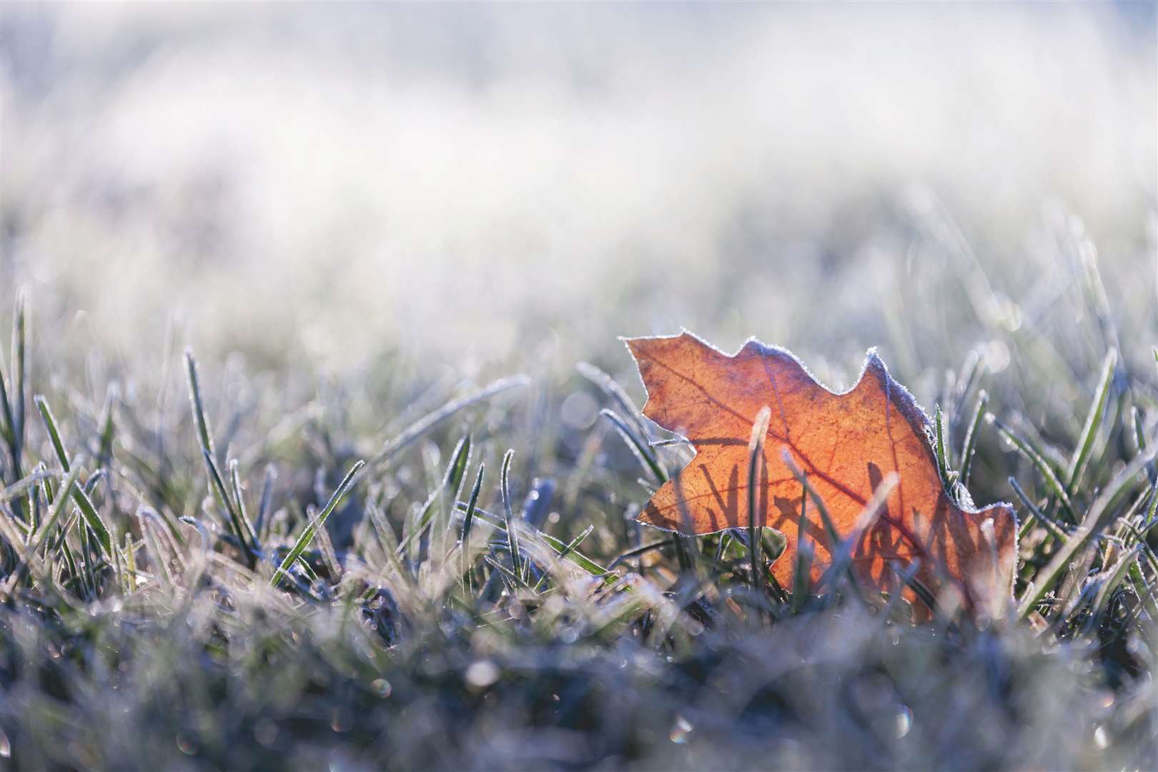 The coming days will bring some overnight frosts. Image: iStock.