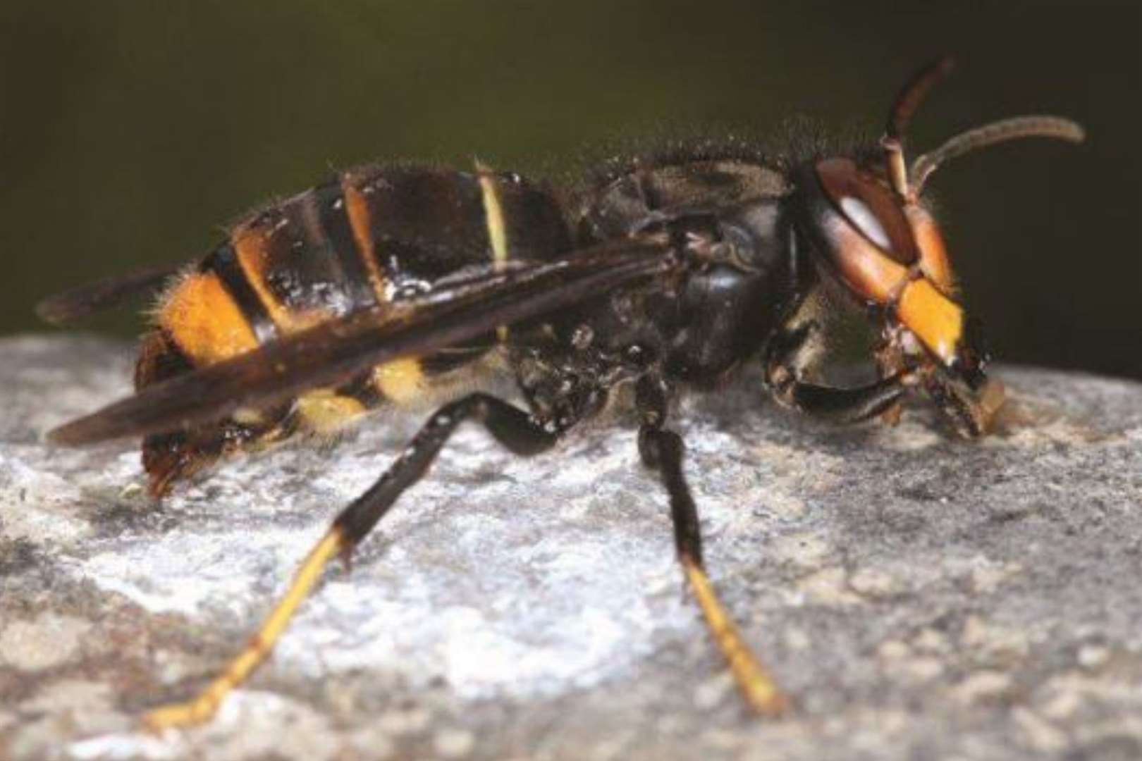 The Asian hornet has yellow legs and an orange face. Picture: John Feltwell