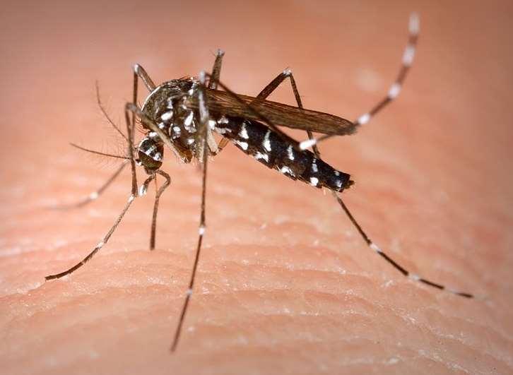 An Asian tiger mosquito, so called because of its distinctive stripes. Library picture
