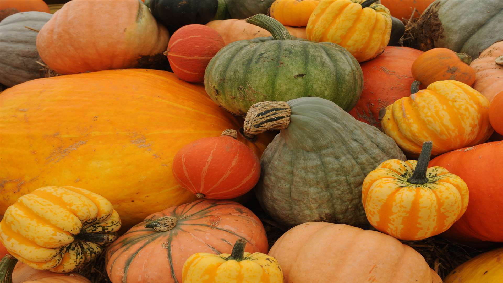 Pumpkins are a member of the gourd family, which includes cucumbers, melons and aubergines