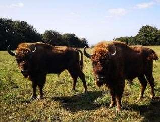 A male bison is leaving the herd at Port Lympne to live in the wild. Picture: Aspinall Foundation