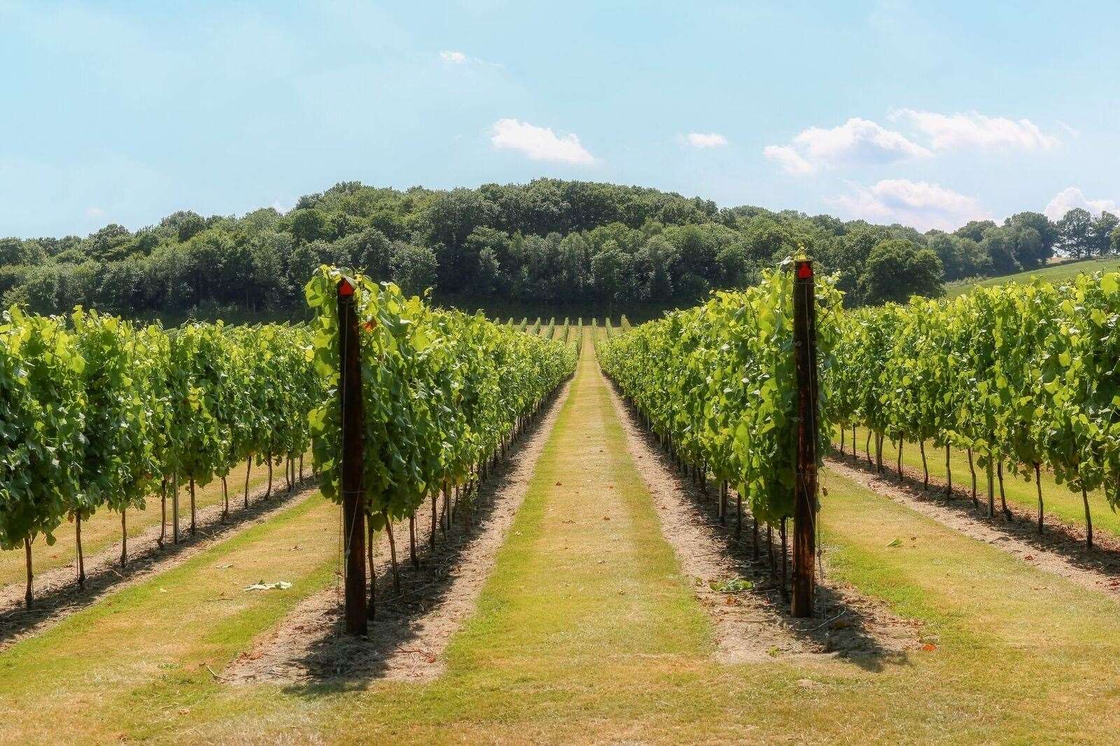 The South East dominates the UK's wine-making industry Picture: Department for International Trade