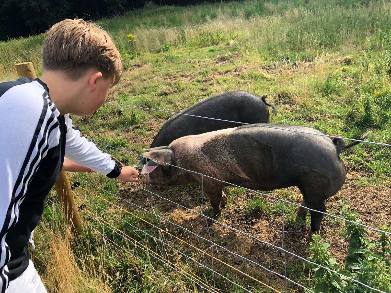Zak saying hello to the pigs