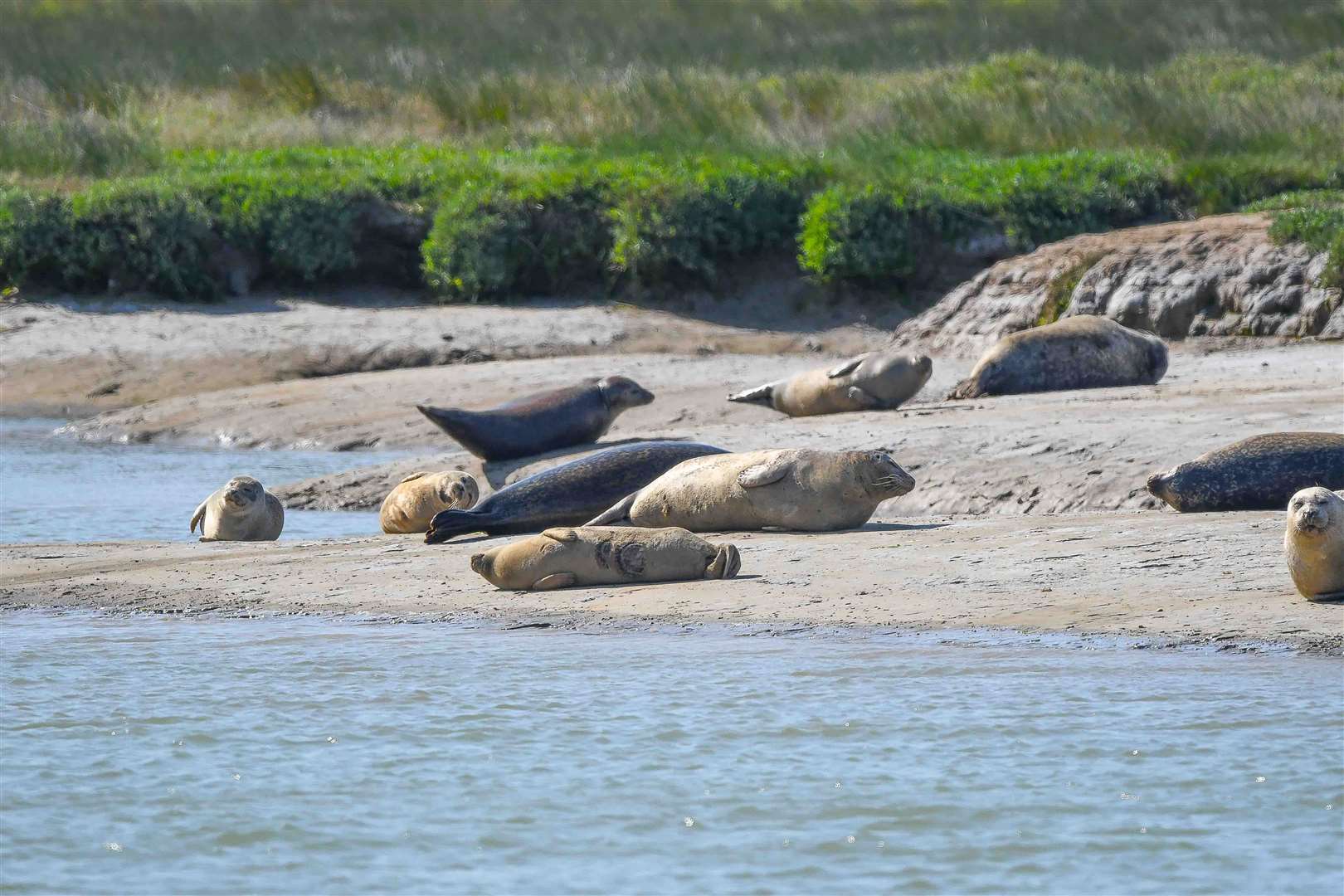There are concerns pontoons which could be installed at Sandwich and Pegwell Bay in Ramsgate could negatively impact seals. Picture: Kent Wildlife Trust