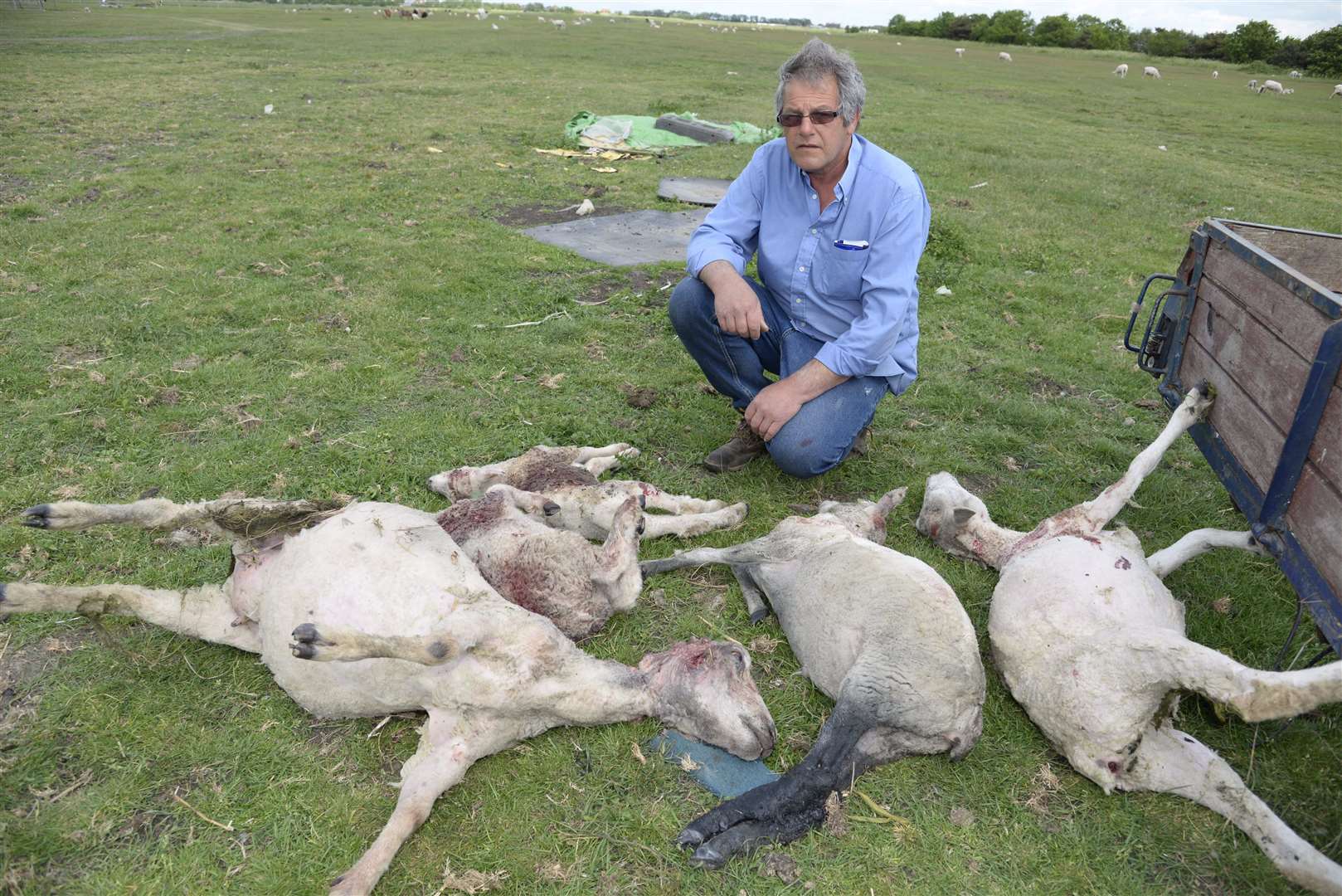 Farmer David Mosdell and some of the dead sheep found in 2015