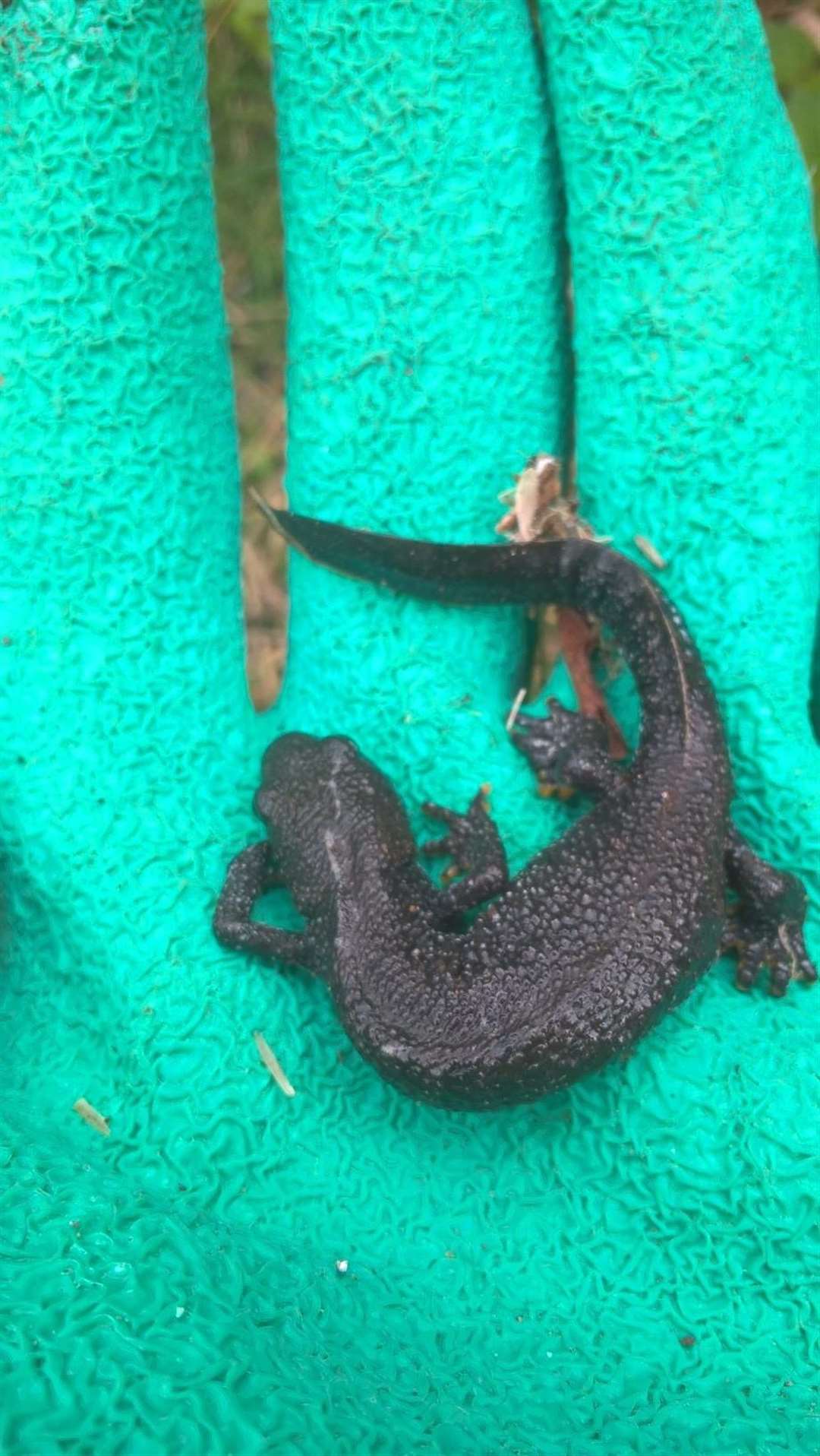 One of the newts found in Lydd (4018694)