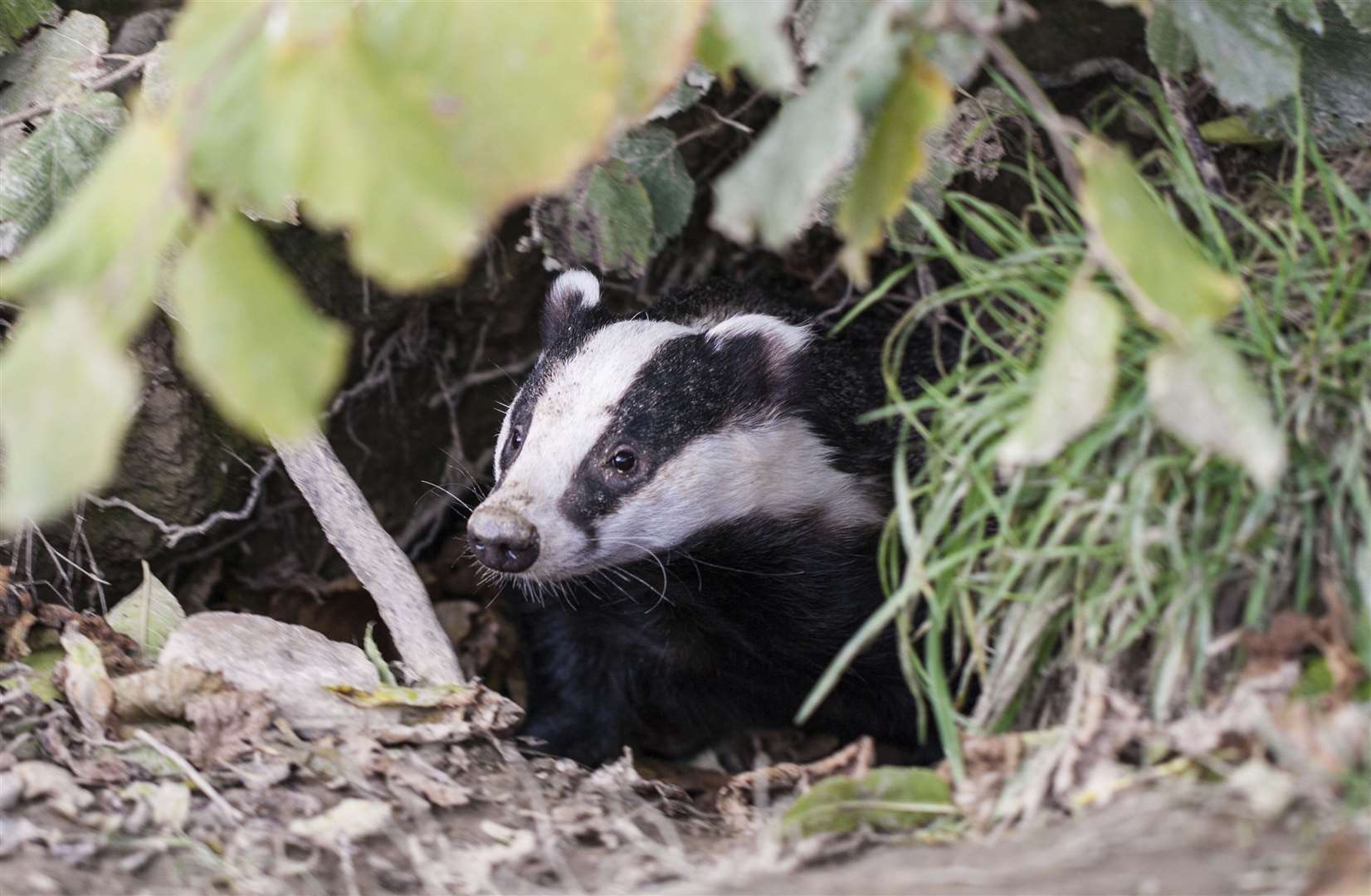 Mark Bond, from Maidstone, was cleared of killing a badger. Picture: Stock