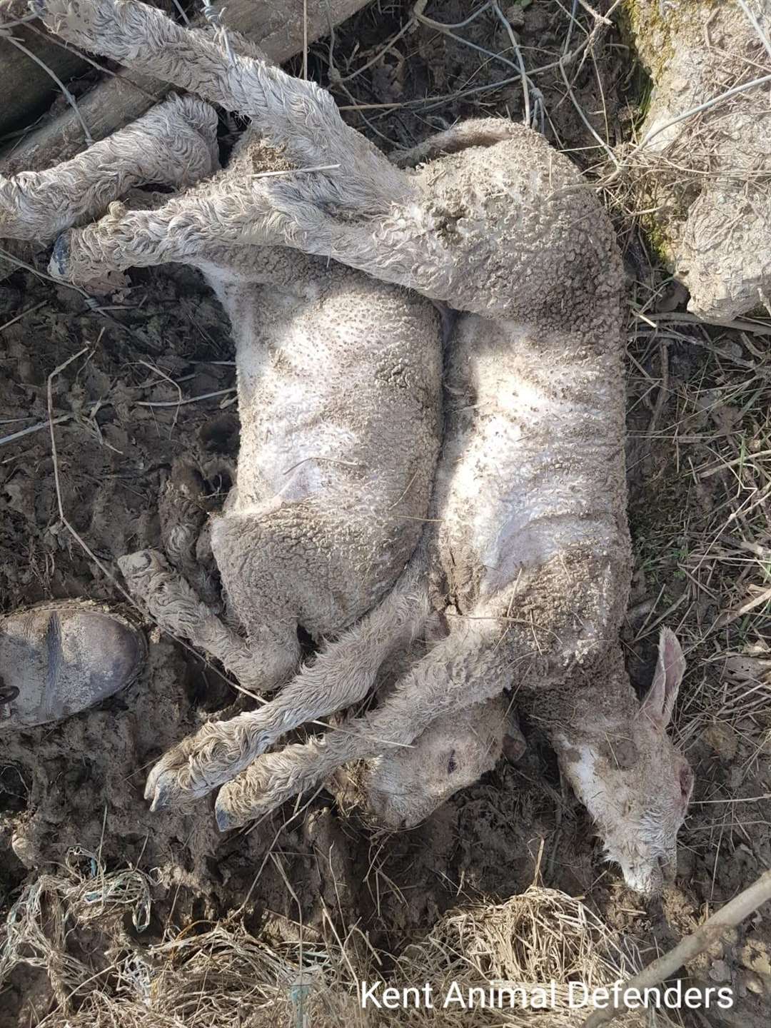 Two lambs found dead by Kent Animal Defenders
