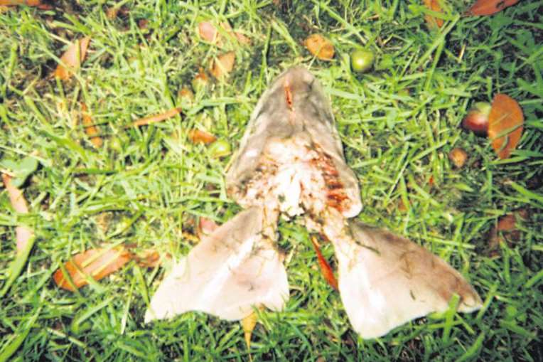 A fish head thrown in Sheena and Eve Ahmet’s garden
