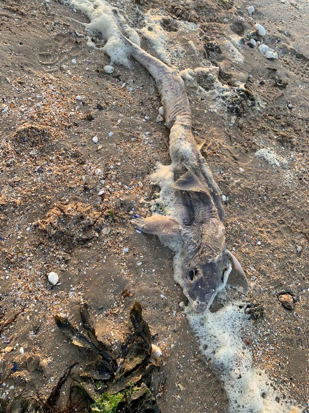 A dead smooth-hound shark