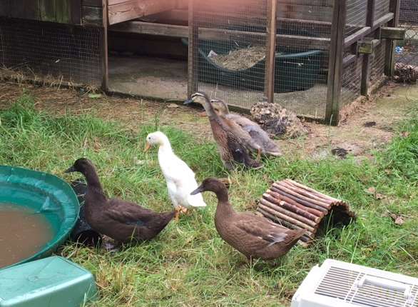 The ducks will be rehomed once they have been assessed by RSPCA staff