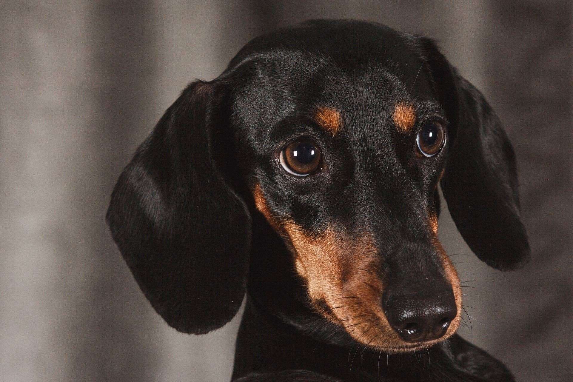 The dachshund, takes eighth spot in the list, with 1,476,000 searches. Picture: Pixabay