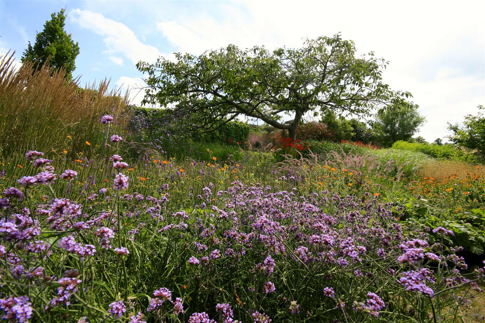 Verbena geums and grasses on Diana's Walk at Hever Castle