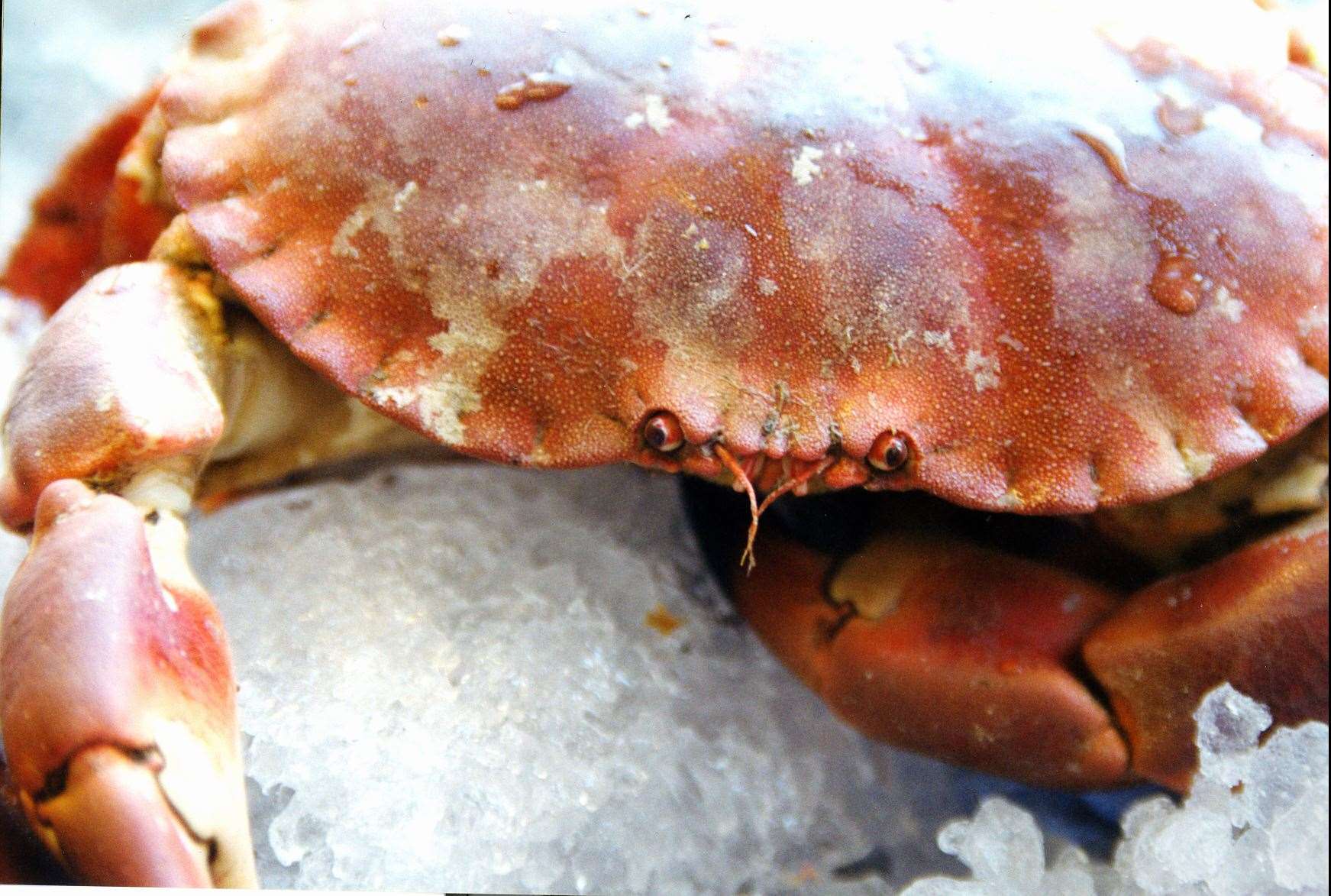 Crab is a delicacy - but for that instant taste of the sea it's not our number one