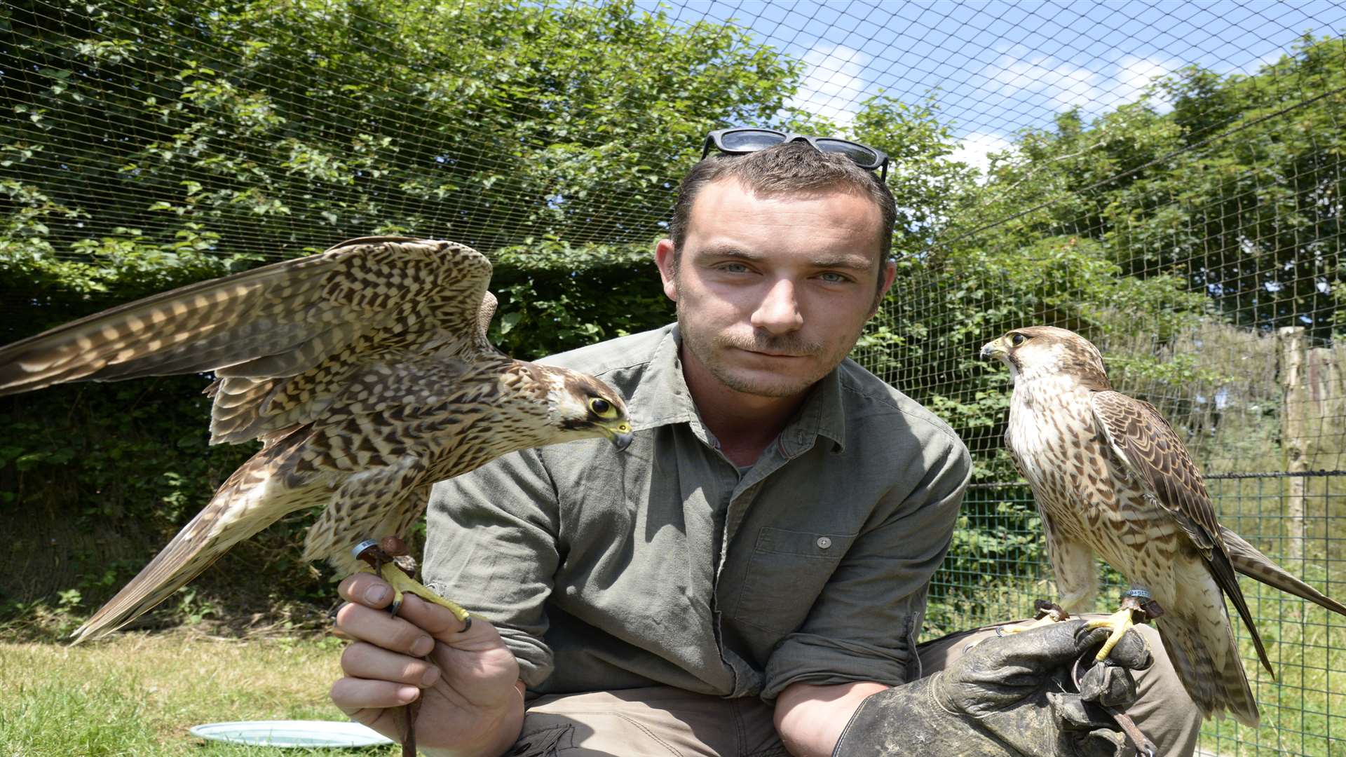 Jonathan Ames of Lullingstone Lane, Eynsford with his perigrine falcons Dick and Dom. Picture: Chris Davey