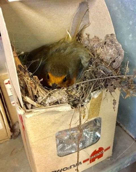 One of the robin's nests