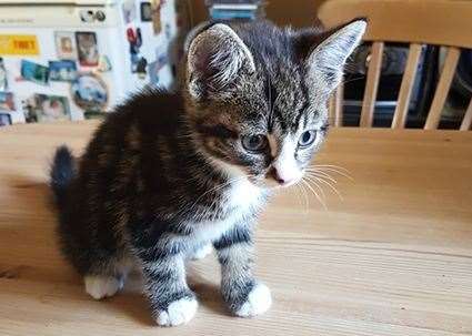 The tiny kitten was found abandoned in a lay-by in Thanet. Picture: Cats in Crisis Thanet