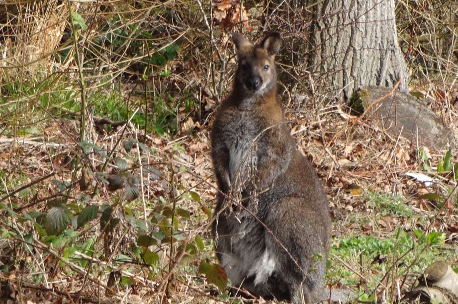 A wild wallaby has been sited in Bethersden Ashford