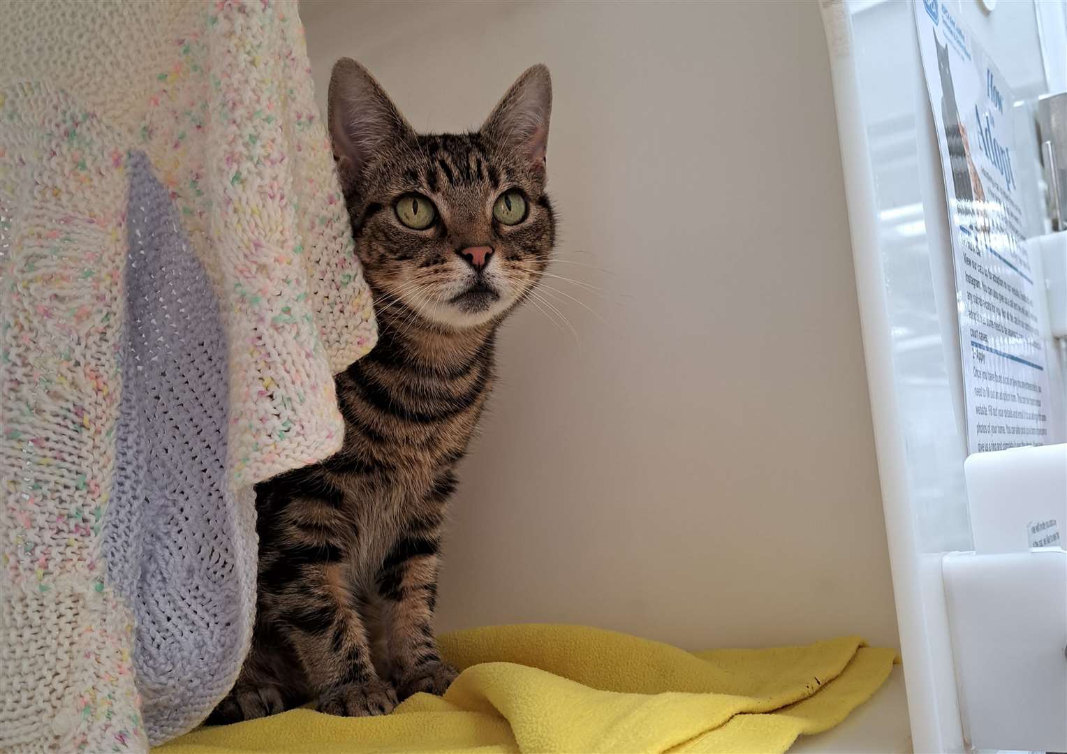 Two-year-old tabby cat Beth would love to find a foster home or forever home. Picture: RSPCA