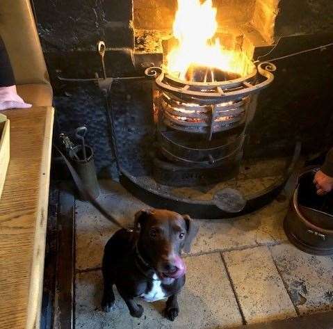 Already settled in and feeling at home, the SD Hound likes nothing better than a roaring fire