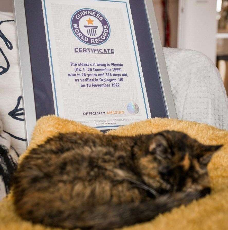 World's oldest cat Flossie, 26, naps next to her certificate. Picture: Cats Protection