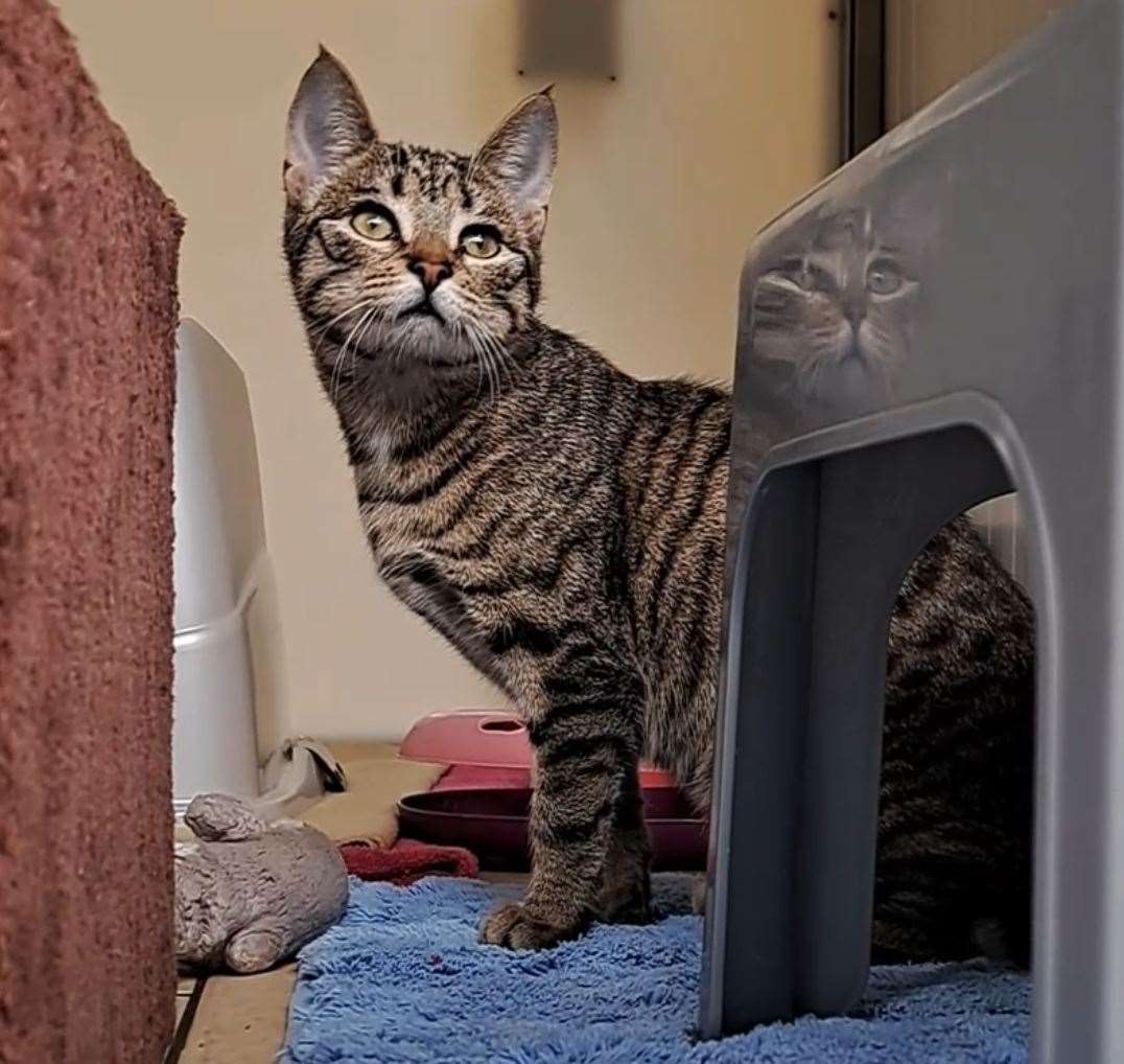 Frankie came into to cattery after being rescued from a home with 50 other cats. Picture: RSPCA Ashford Garden Cattery