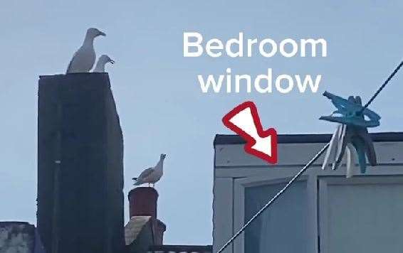 Three noisy seagulls outside Lynn Barrett-Smith's bedroom window. Picture: Lynn Barrett-Smith