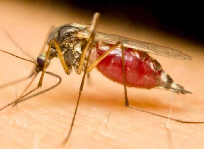 Mosquitoes are terrorising residents in Sandwich
