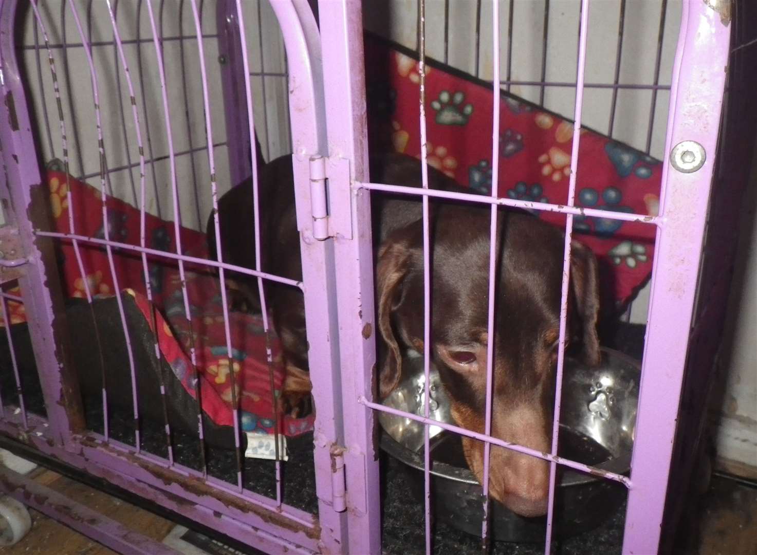 A dachshund was found in a small cage at the property. Picture: RSPCA