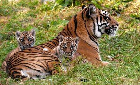 Sumatran tigers at WMF at Smarden