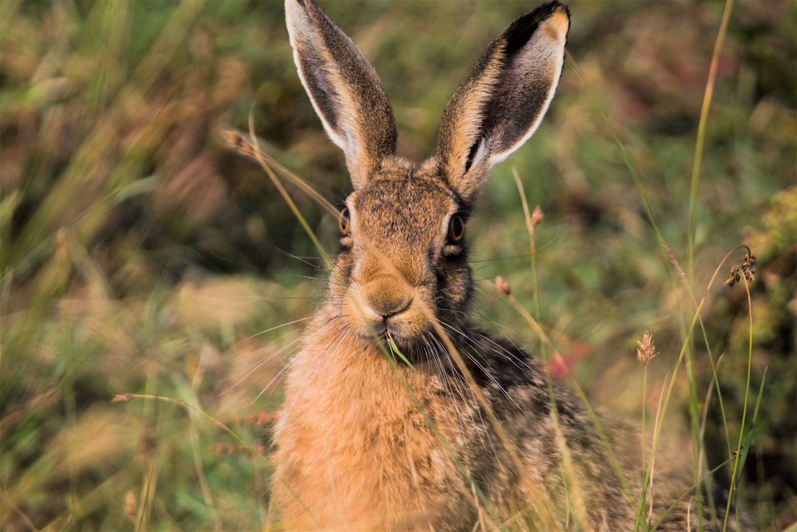 Elmley Nature Reserve on Sheppey is a haven for wildlife, including hares Picture: Abbie Burrows