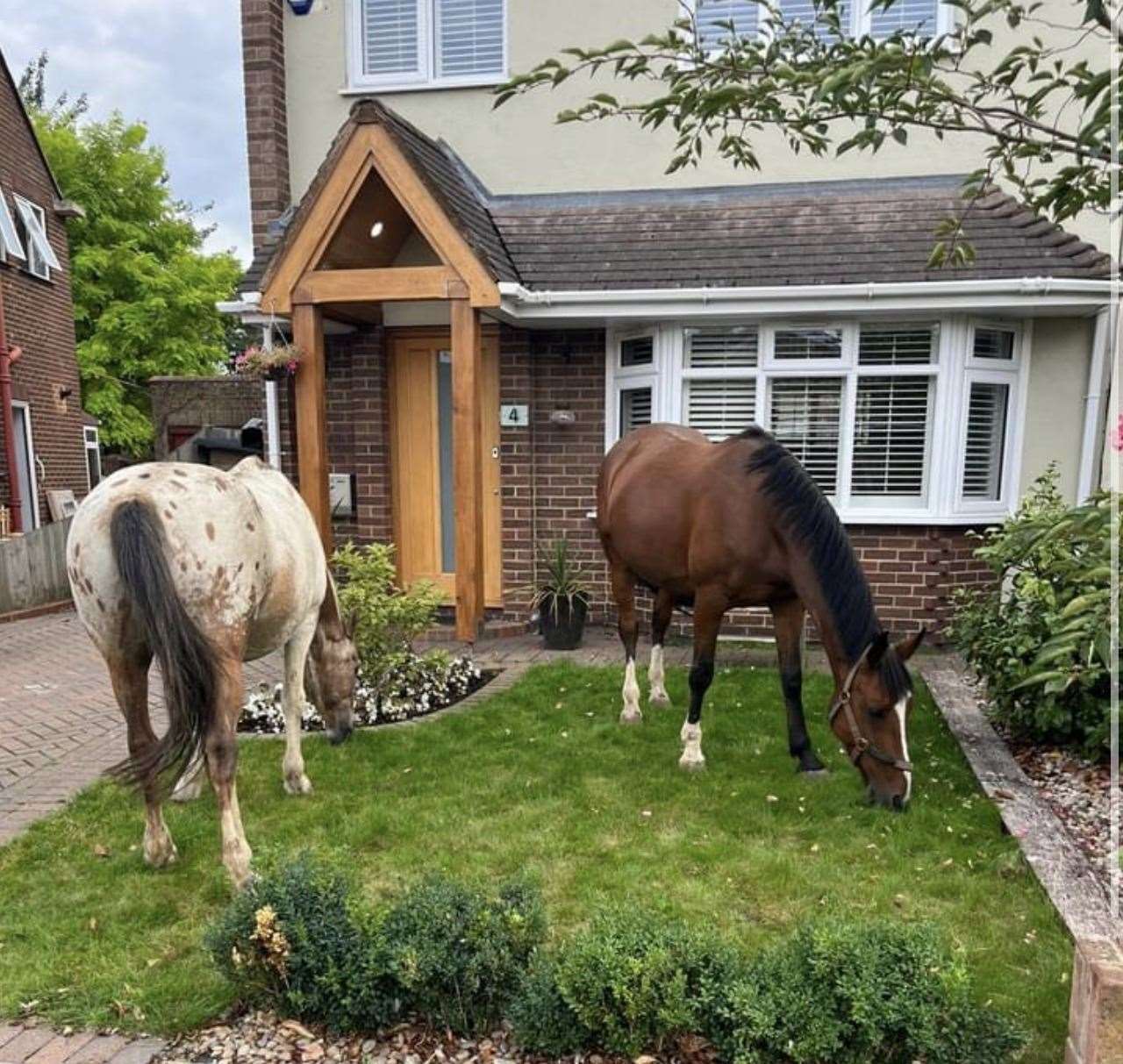 They were seen nibbling grass in a front garden