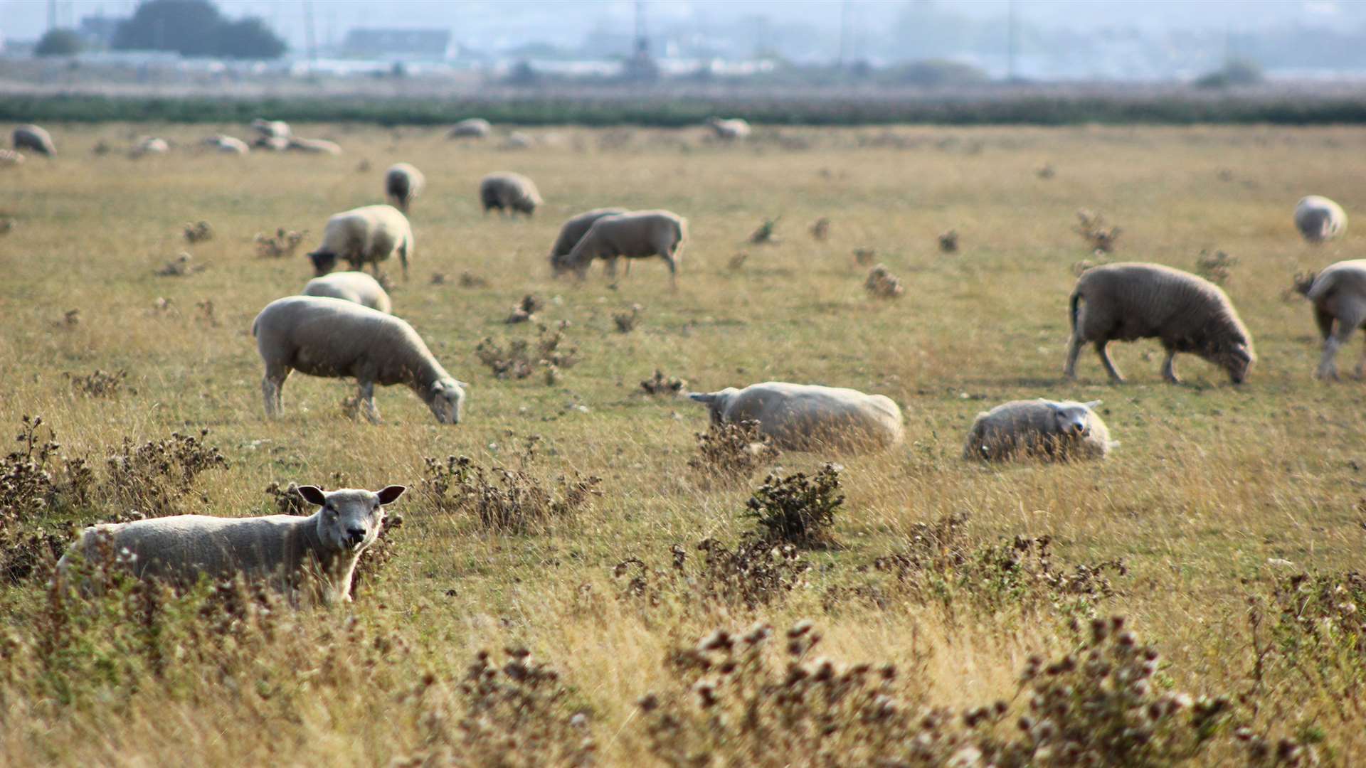 Two sheep escaped from a field in Seasalter. Picture: Joe Wright