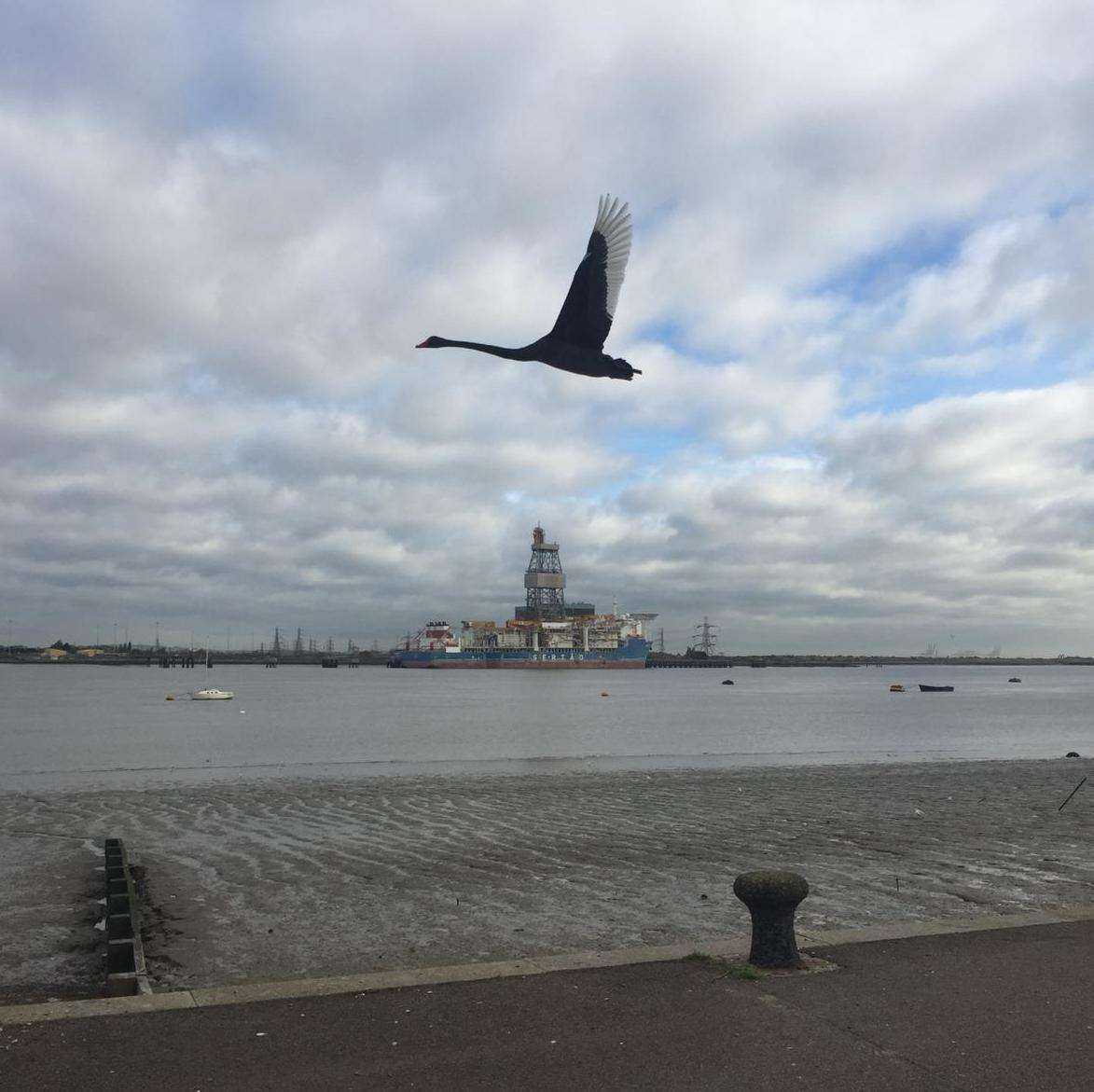 Anna Armstrong took this photo of the black swan on Gravesend Promenade