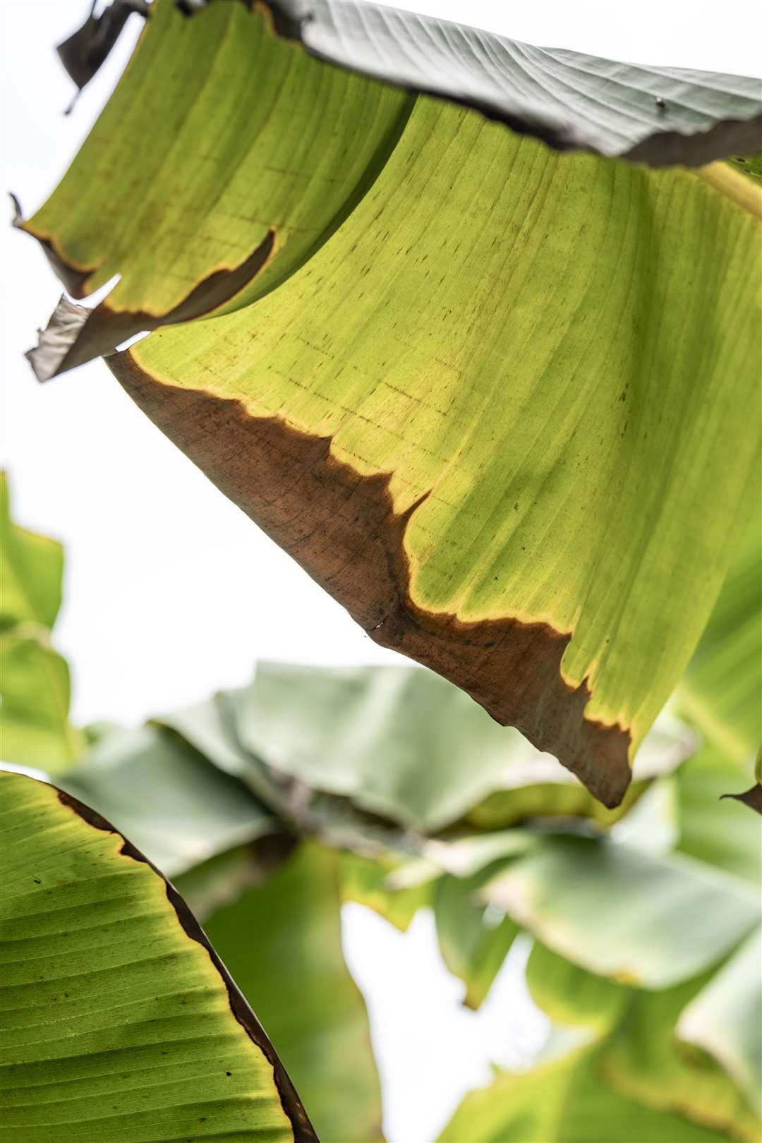 Singed banana leaves on a farm in Columbia (Chris Terry/PA)