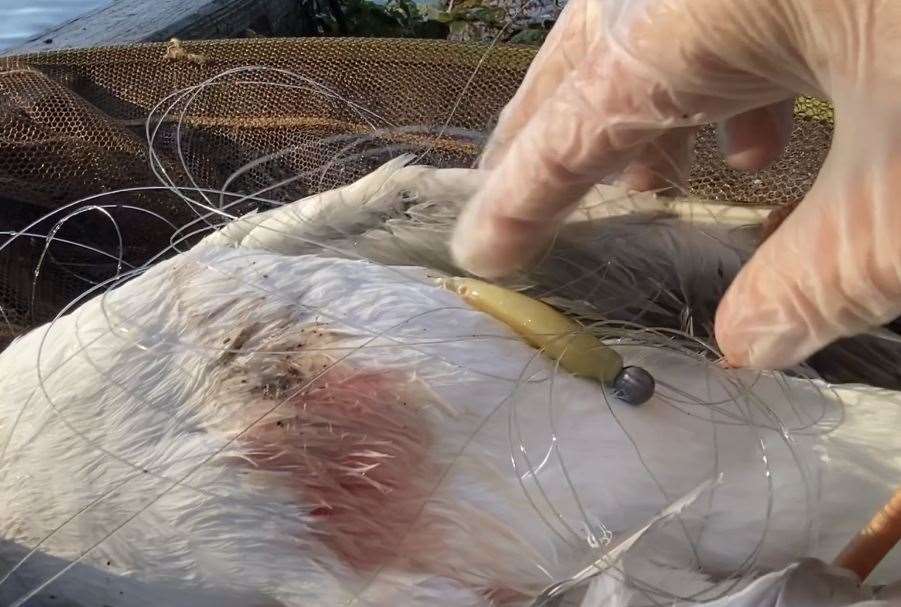 A gull was killed last year due to being trapped on fishing line. Picture: Carly Ahlen