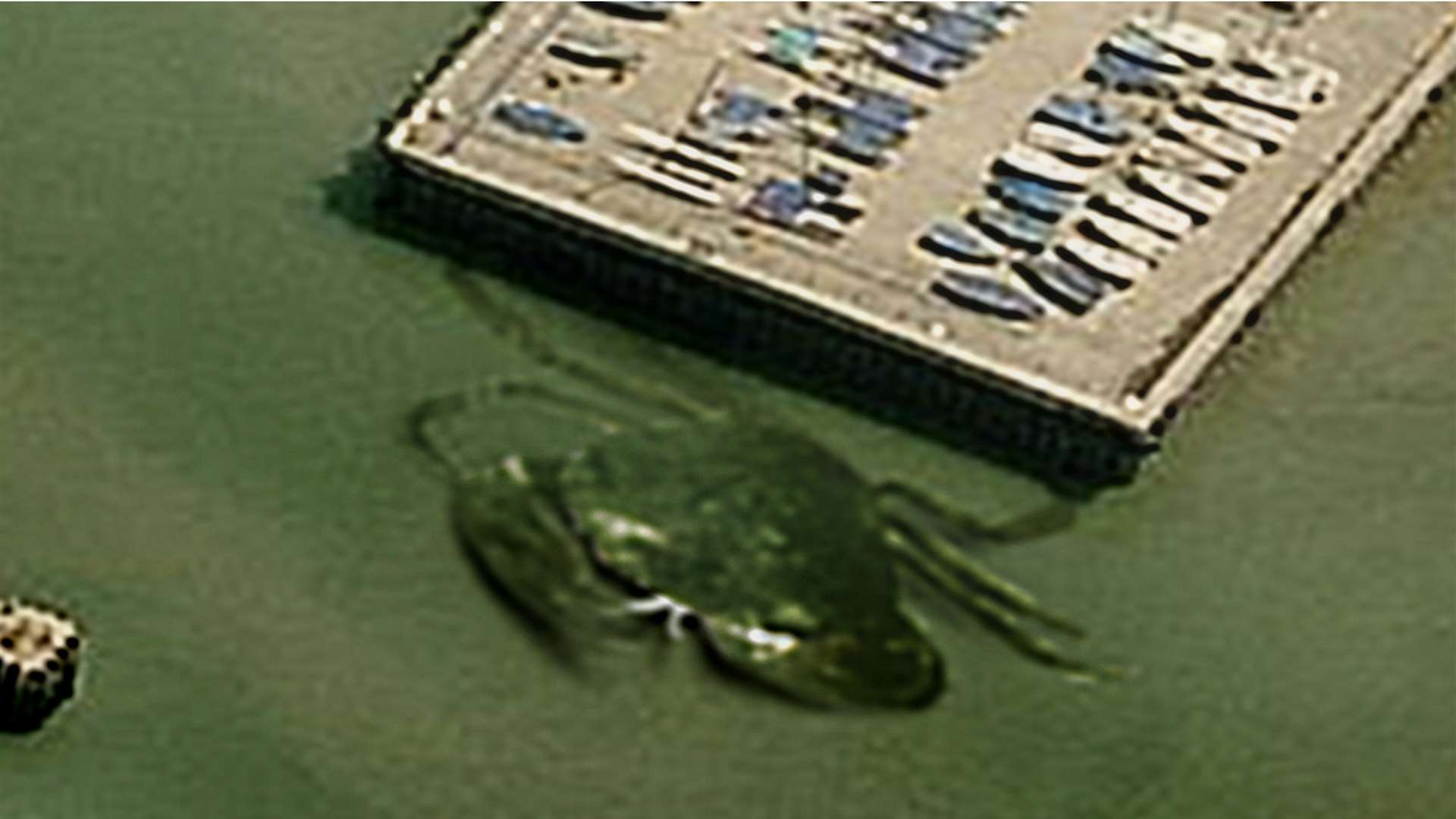 Crabzilla was spotted lurking beneath the water off Whitstable