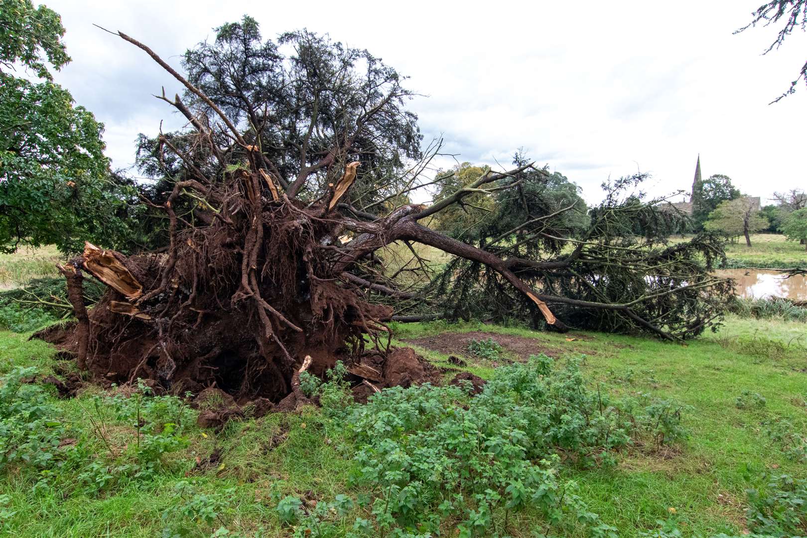 A 260-year-old cedar uprooted at Charlecote Park (Jana Eastwood/National Trust)