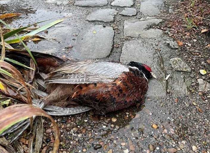 A pheasant found lying outside Yalding Post Office. Picture: June Chapman