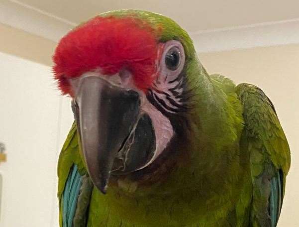 Other parrots at the zoo greeted her upon her return. Picture: Wingham Wildlife Park via Facebook