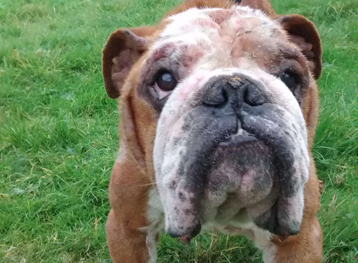 Spencer the British bulldog was found in a man's garden helping himself to cat food. Picture: RSPCA