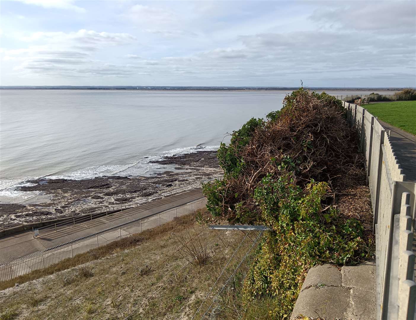 Multiple areas of ivy along the cliff in Ramsgate have started to peel away. Picture: Nik Mitchell