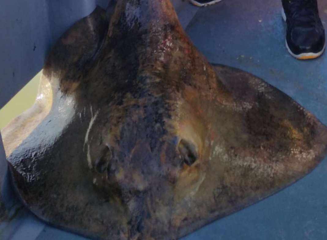 Stingrays can be caught off various parts of the Kent coast