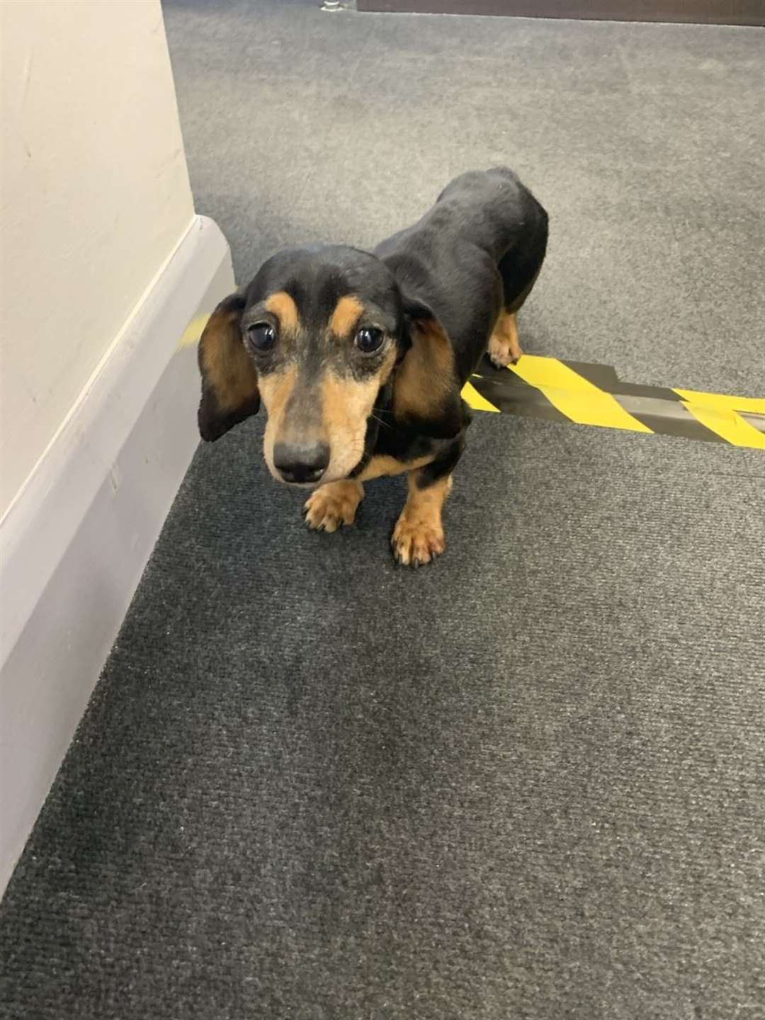 The dachshund found wandering tracks Picture: Southeastern