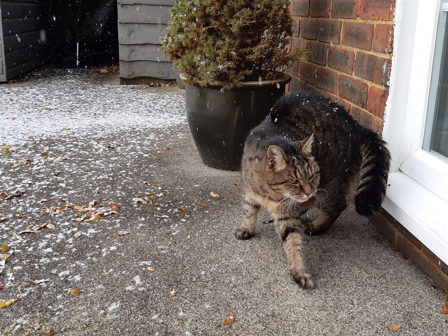 Cold paws for this little one in snowy Barming, near Maidstone