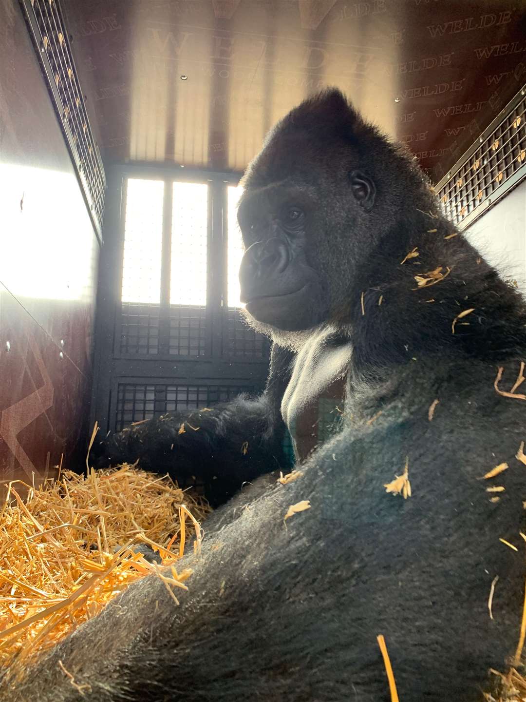 Joshi in his transport crate ready for the journey to Congo (47958490)