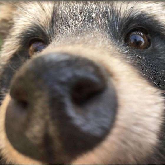 A raccoon dog at The Fenn Bell Conservation Project Zoo in Rochester, Medway. Picture: The Fenn Bell Conservation Facebook page