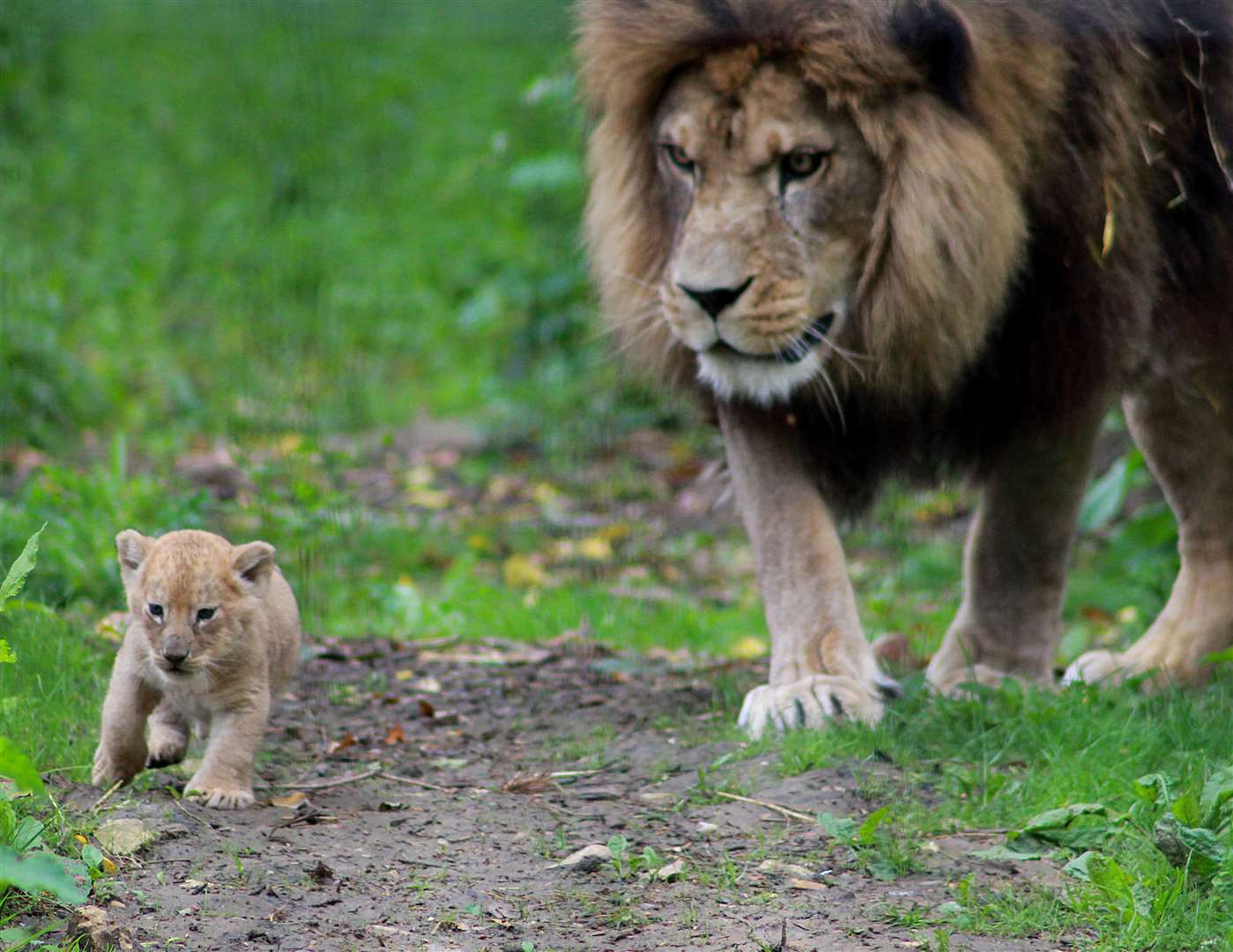 Lion cubs are among the recent additions to Port Lympne