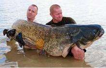 Giant catfish