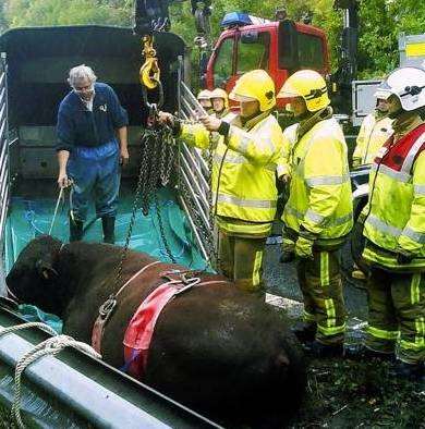 The animal rescue team from Faversham fire station prepare to lift the sedated bull onto a trailer. Picture: Mark Roberts